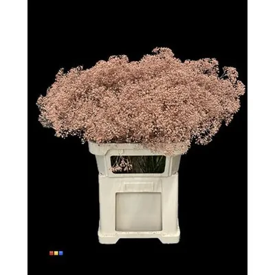Gypsophila Million Star Terracotta
