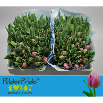 Tulip Katinka