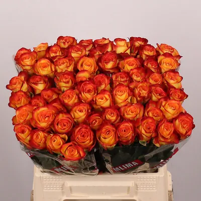Rosa Firefox