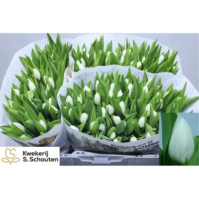 Tulip Royal Virgin