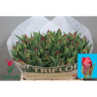 Tulip Seadov Parrot