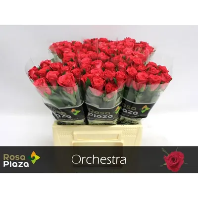 Rosa Orchestra