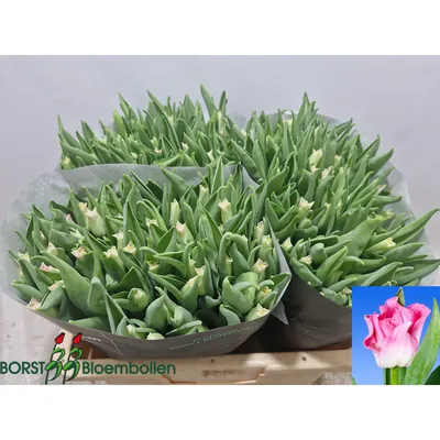 Tulip Crown Of Dynasty