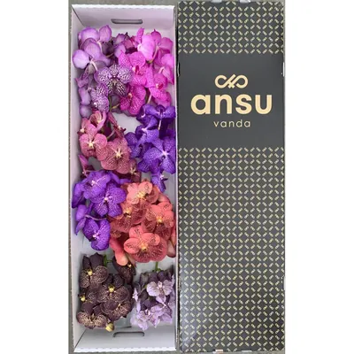 Vanda Mix X8