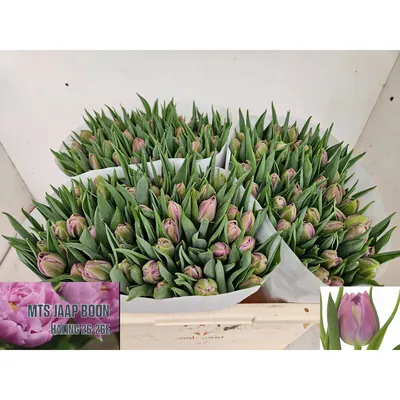 Tulip Double Price