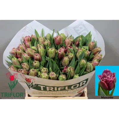 Tulip Mascotte