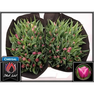 Tulip Double Princess