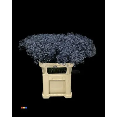 Gypsophila Million Star Marine Blue