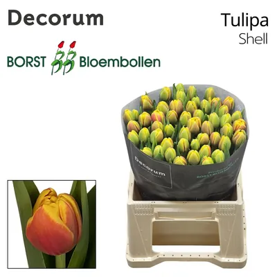 Tulip Double Shell