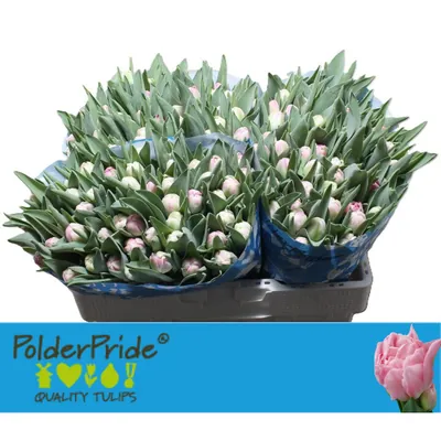 Tulip Voque