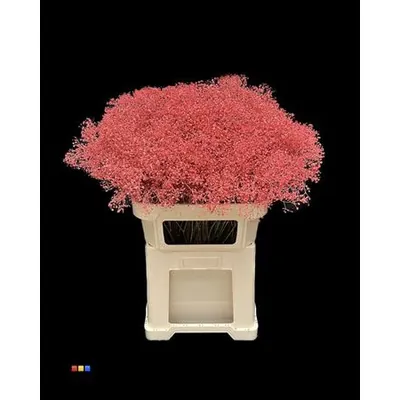 Gypsophila Million Star Coral