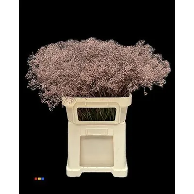 Gypsophila Million Star Choco Brown