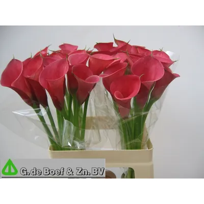 Calla Pink