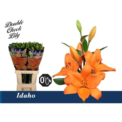Lily La Idaho 4+