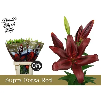 Lily La Forza Red Supra 5+