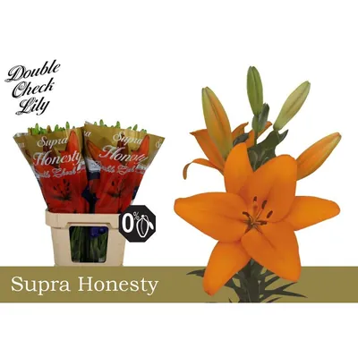 Lily La Honesty Supra 5+