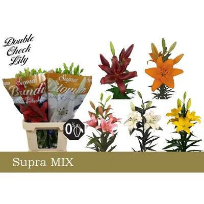Lily La Mixed In Fust 5+ Supra