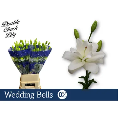 Lily La Du Weddingbells 5+