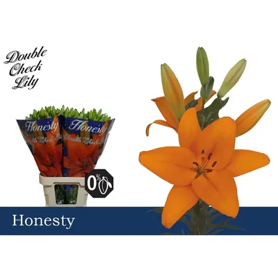 Lily La Honesty 4+