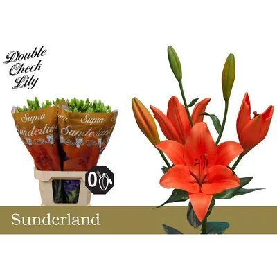 Lily La Sunderland Supra 5+