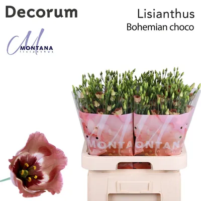 Lisianthus Bohemian Choco 70cm