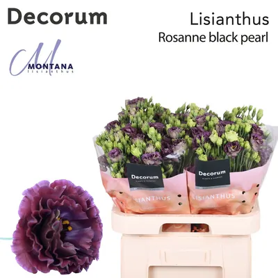 Lisianthus Rosanne Black Pearl 70cm