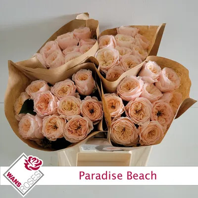 Rosa Paradise Beach