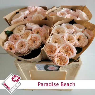 Rosa Paradise Beach