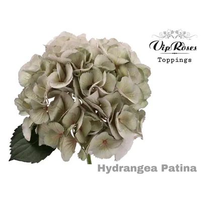Hydrangea M Patina L 60 Cm