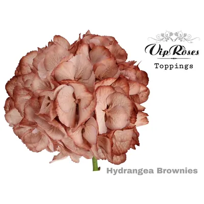 Hydrangea M Brownies 60 Cm