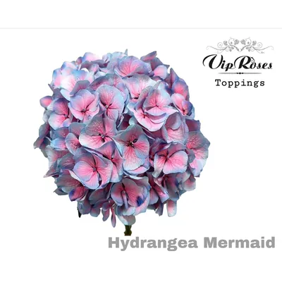 Hydrangea M Mermaid 60 Cm