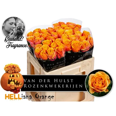 Rosa HELIANA ORANGE+