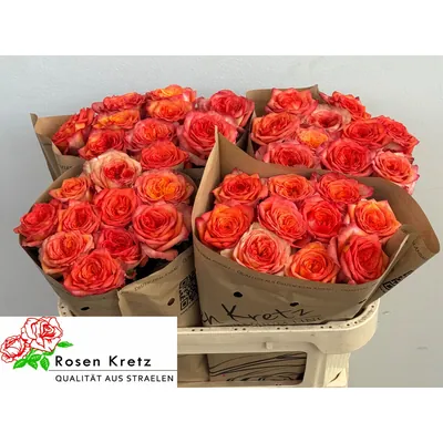 Rosa CAMPARI