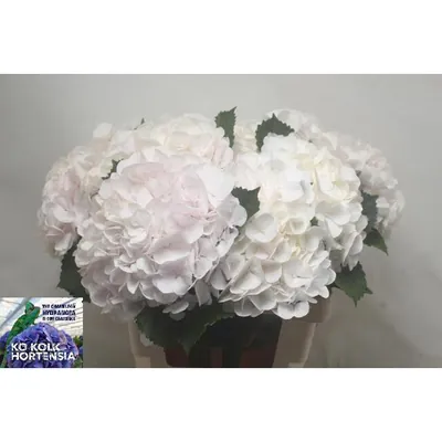 Hydrangea M Ch Sw Verena