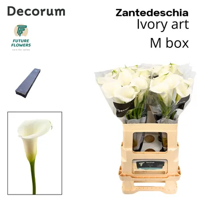 Calla Ivory Art Medium Box 60 Cm 20 St
