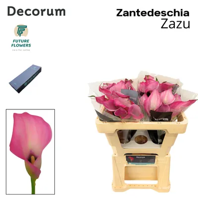 Calla Zazu Small Box 50 Cm 40 St