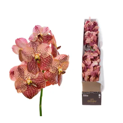 Vanda Sunanda Leopard Coral X4