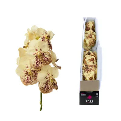 Vanda Yellow Henna X5