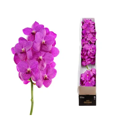 Vanda Hot Pink X5