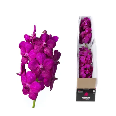 Vanda Tayanee Cerise X5