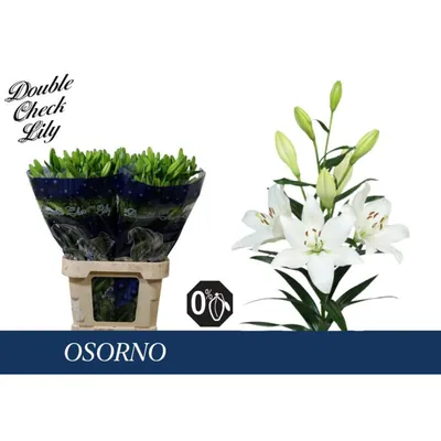 Lily La Osorno 4+
