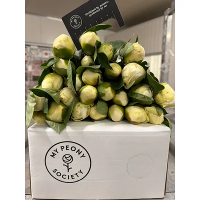 Peony Bridal Shower