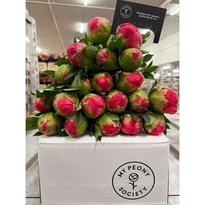 Peony Coral Sunset