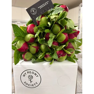 Peony Red Charm