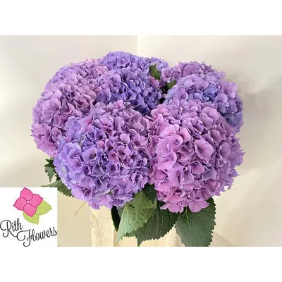 Hydrangea M Royal Salute