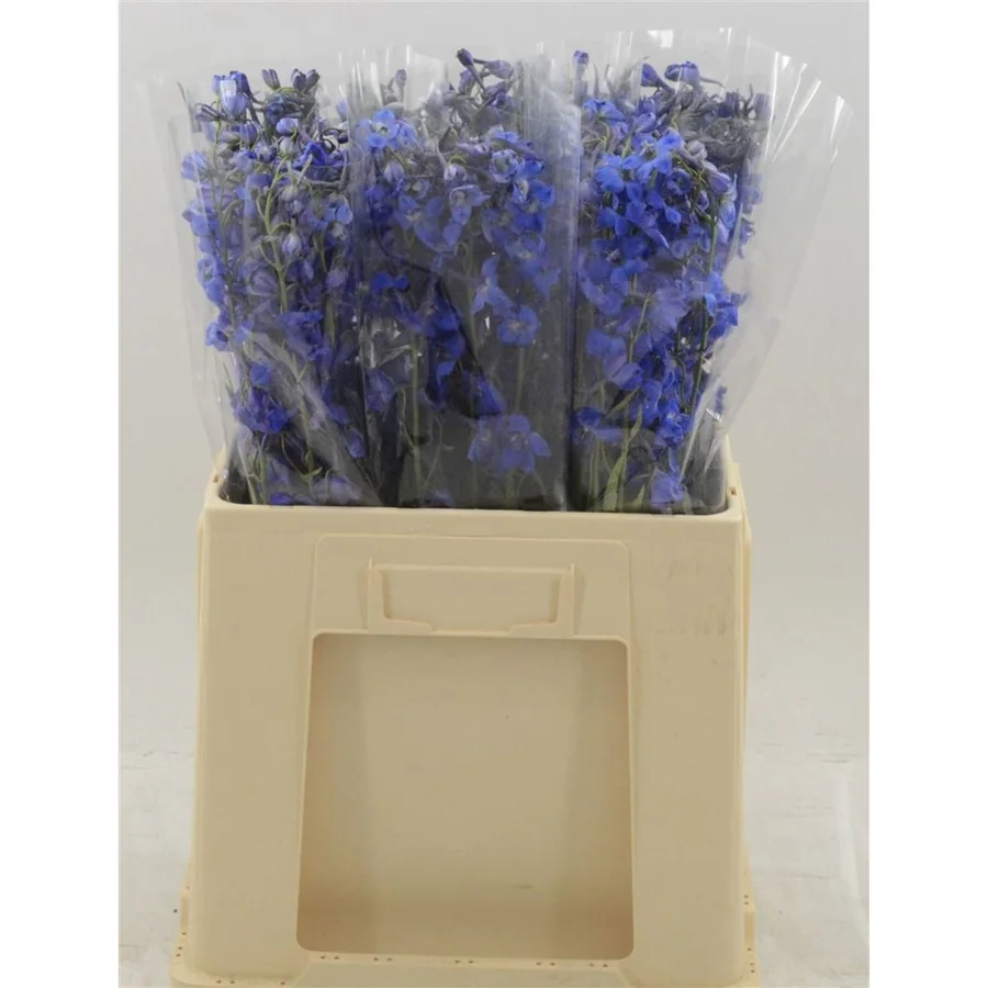 Delphinium