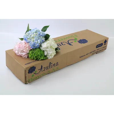 Hydrangea Premium Mix