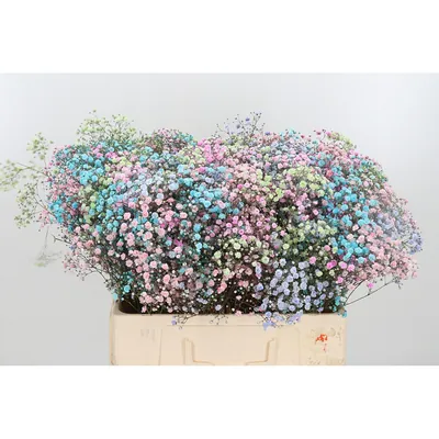 Gypsophila Xlence Rainbow
