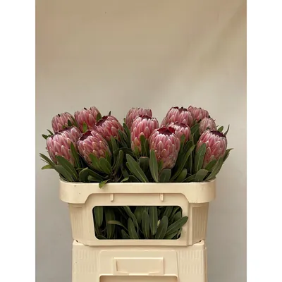 PROTEA PINK ICE