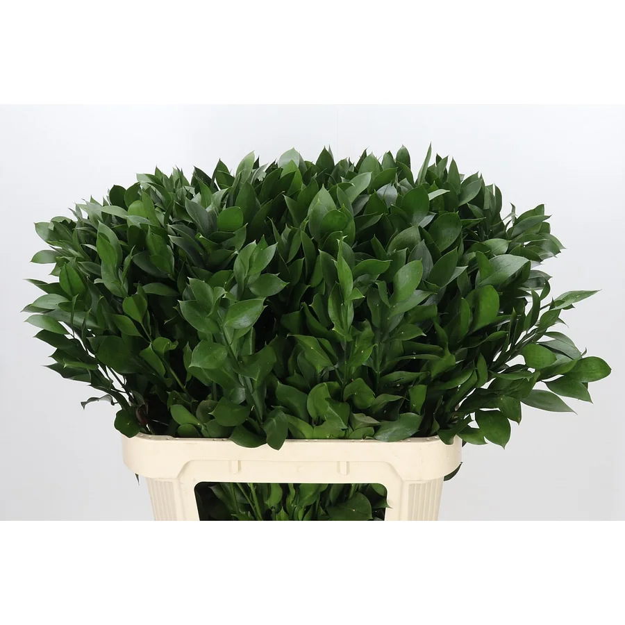 Ruscus